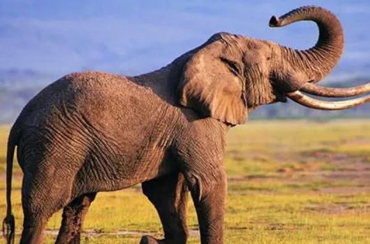 大象能预知死亡并且找到象冢，它们是如何判断的呢？