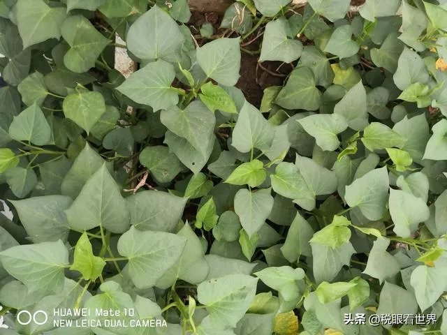 如何做一个公司的税务筹划呢？