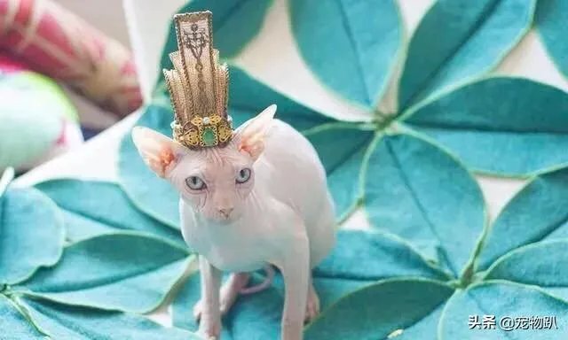 你知道哪些明星，在家养有什么样的宠物呢？