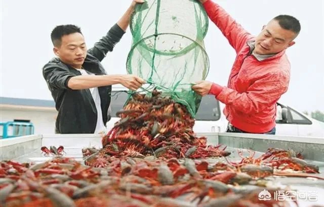 养殖小龙虾大概要准备多少资金?能不能挣钱?