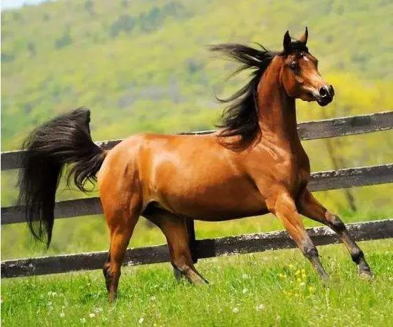 马之于马厩，正如人之于什么？