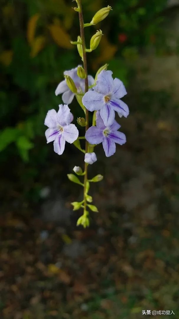 为什么三星手机那么贵，现在最有性价比的是哪一款？