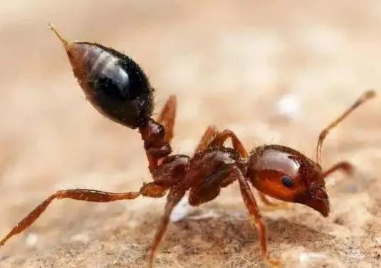 红火蚁已扩散至我国12个省份 红火蚁都有哪些危害