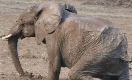 大象能预知死亡并且找到象冢，它们是如何判断的呢？