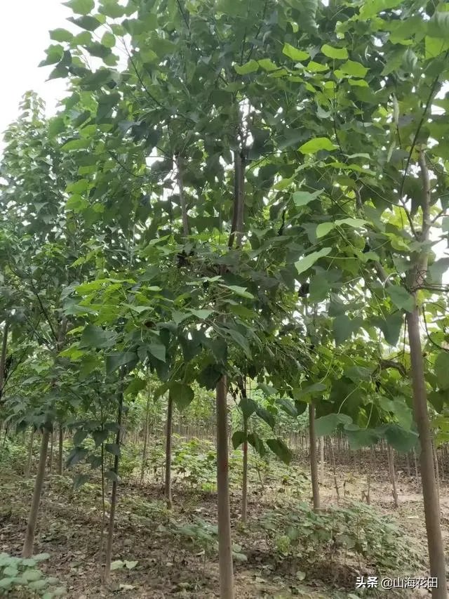 楸树开紫花是什么品种？