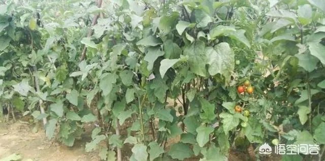 菜价连续8周上涨，近期涨得尤其厉害，你怎么看？