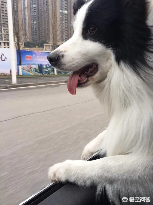 狗狗有耳螨怎么处理？给狗狗滴耳朵很反抗？