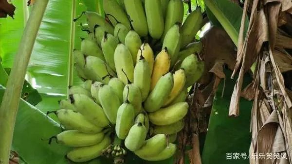 为什么今年广西香蕉价格不好?