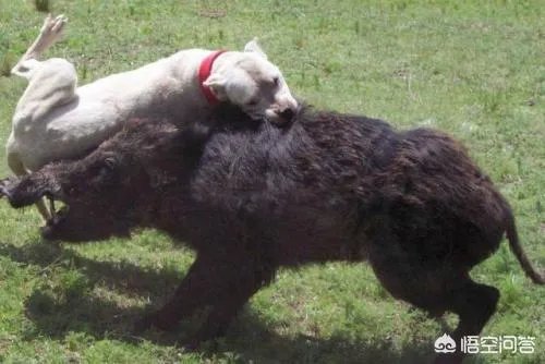 如何看待陕西安康野猪咬死一人伤一人，被击毙这件事？